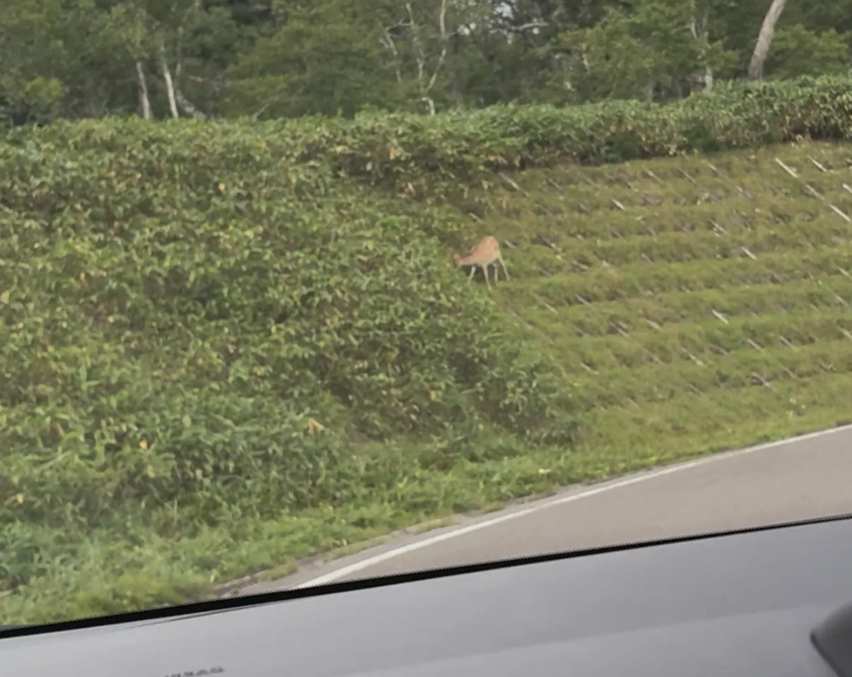 道路沿いの鹿さん