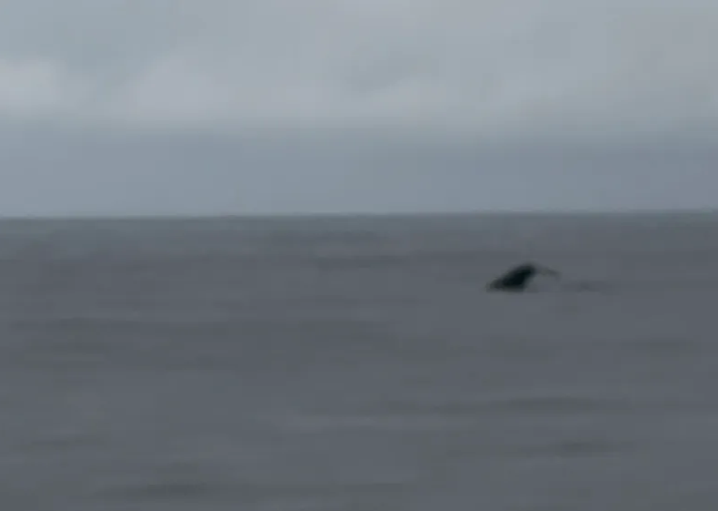 マッコウクジラね