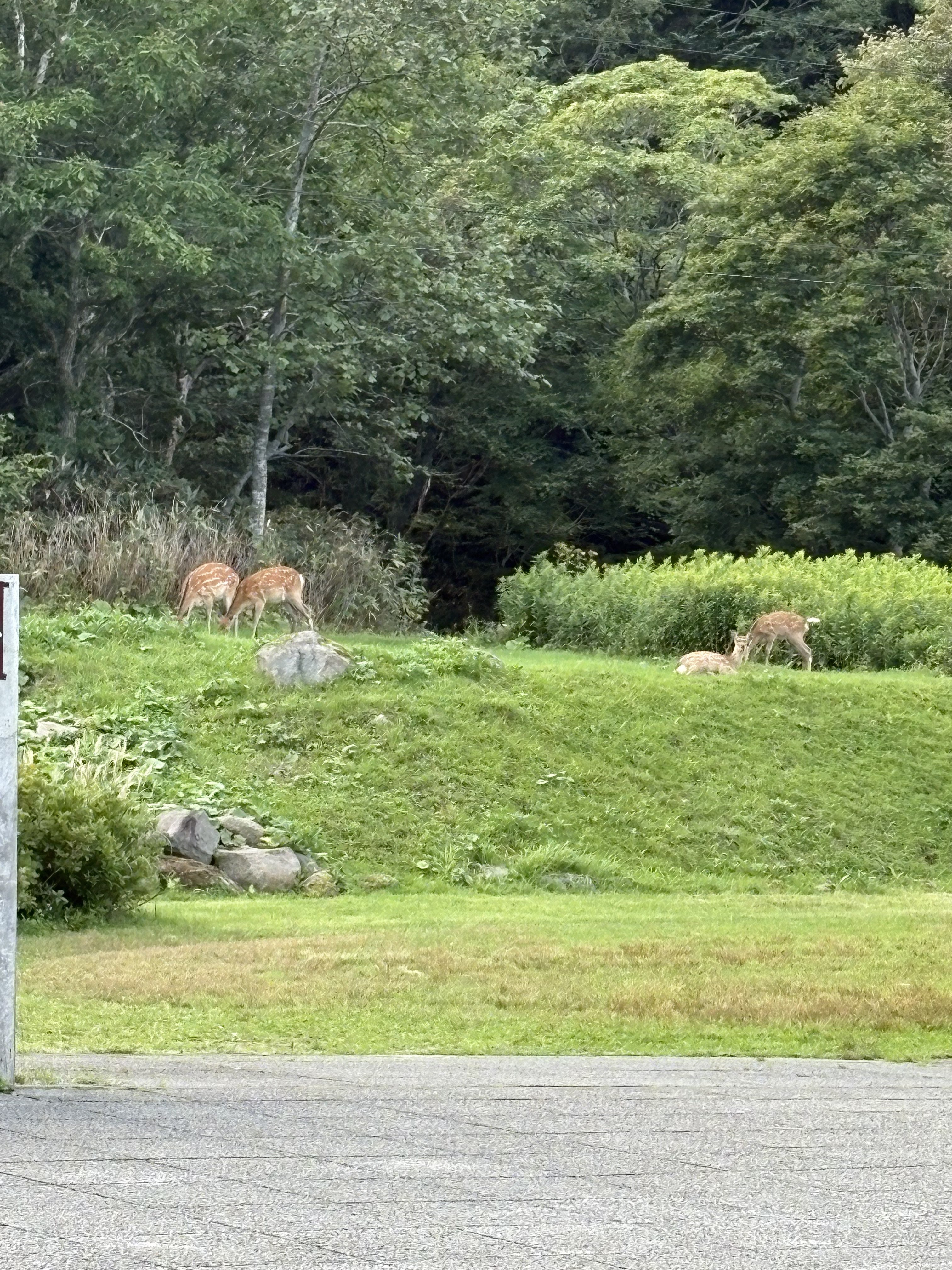 鹿多すぎ