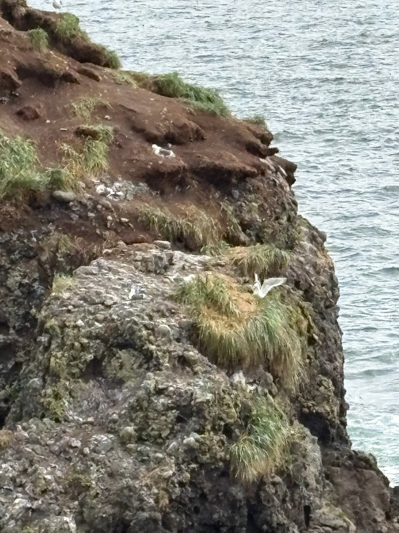 岬の先は海鳥がいっぱい!
