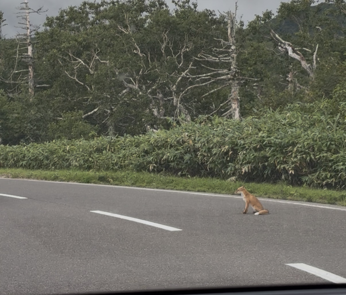 道路にいたきつねさん